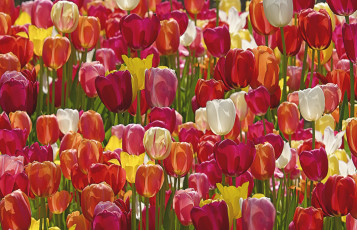 Картинка цветы тюльпаны много бутоны