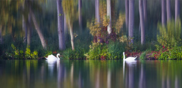 Картинка животные лебеди птицы парочка озеро осень