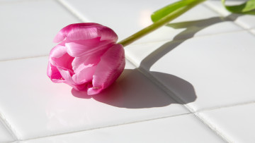 Картинка цветы тюльпаны фон цветок тюльпан