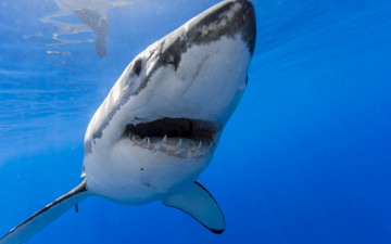 Картинка животные акулы акула море природа