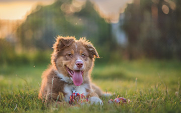 Картинка животные собаки австралийская овчарка аусси собака щенок язык
