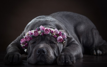 Картинка животные собаки кане корсо собака морда венок цветы