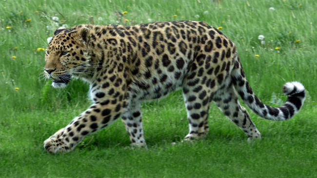 Обои картинки фото животные, леопарды, кошка