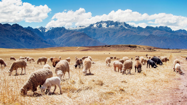 Обои картинки фото животные, овцы,  бараны, овечки, горы