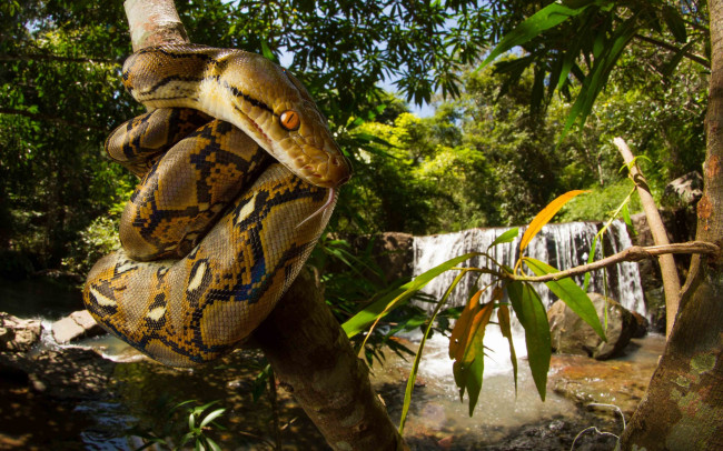 Обои картинки фото python reticulatus, животные, змеи,  питоны,  кобры, питон