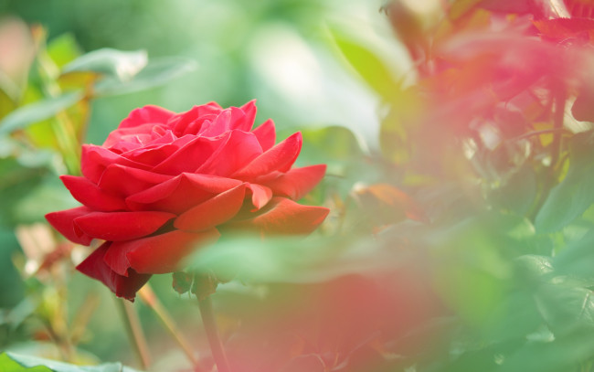 Обои картинки фото цветы, розы, красные, лепестки, бутоны, листья