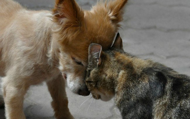 Обои картинки фото животные, разные вместе, собака, друзья, дружба, кошка