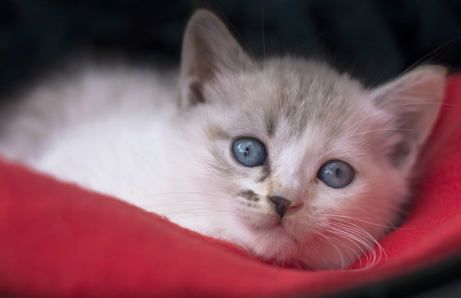 Обои картинки фото животные, коты, котёнок, мордочка, голубые, глаза, взгляд