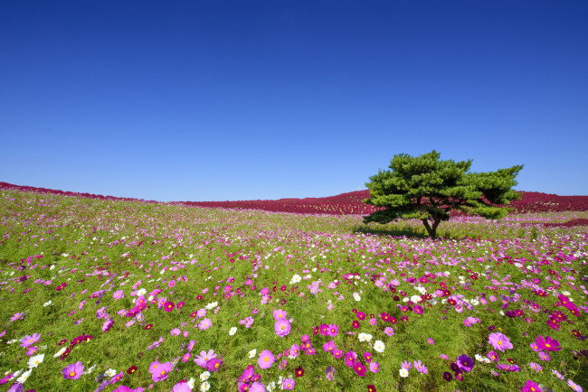 Обои картинки фото цветы, космея, hitachi, seaside, park, hitachinaka, japan, приморский, парк, хитачи, хитатинака, Япония, дерево, луг
