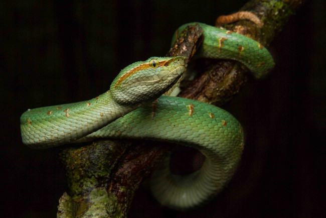 Обои картинки фото tropidolaemus wagler, животные, змеи,  питоны,  кобры, змея