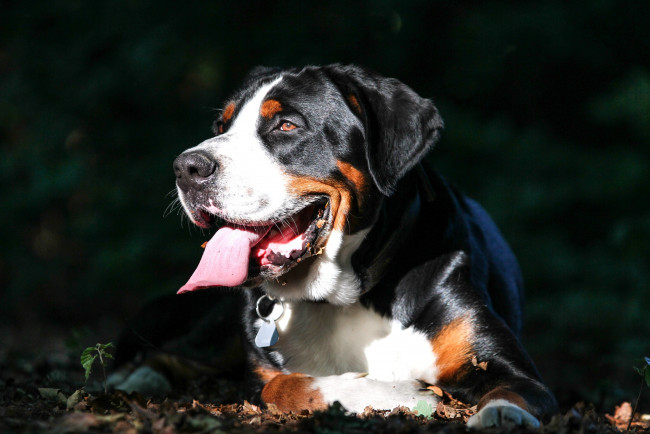 Обои картинки фото животные, собаки, большой, швейцарский, зенненхунд, собака, морда, язык