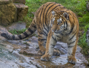Картинка amur+tiger животные тигры хищник