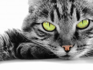 Картинка животные коты кот cat глаза