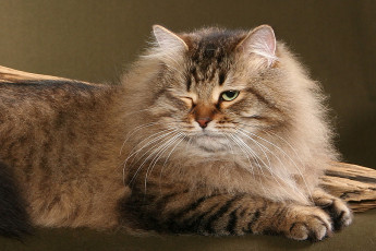 Картинка животные коты фон порода млекопитающее животное