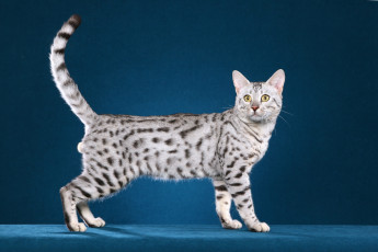Картинка животные коты животное млекопитающее порода фон