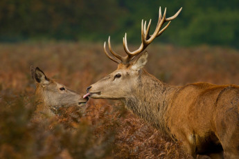 Картинка животные олени язык олень рога поцелуй трава