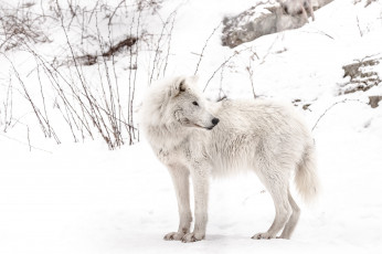 Картинка животные волки +койоты +шакалы волк