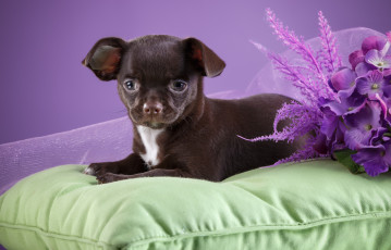 Картинка животные собаки цветы подушка щенок