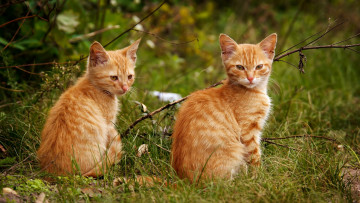 Картинка животные коты пара рыжий кот