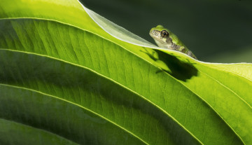 Картинка животные лягушки лягушка зеленая лист