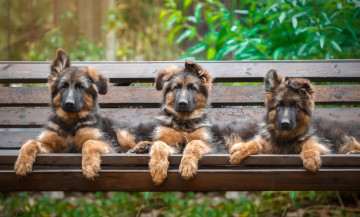 Картинка животные собаки щенки трио овчарка скамейка