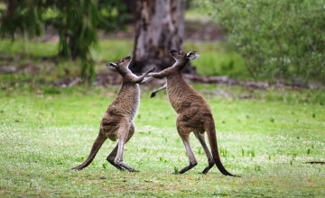 обоя животные, кенгуру, драка, австралия