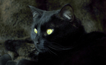 Картинка животные коты кот черный взгляд