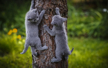 Картинка животные коты дерево серый котята
