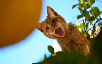 Картинка животные коты рыжий котёнок язык