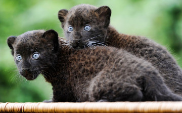 Картинка животные пантеры черные детеныши котята