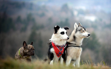 Картинка животные собаки платок бульдог лайка ошейник трава