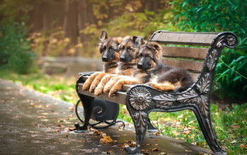 Картинка животные собаки скамейка трио овчарка щенки