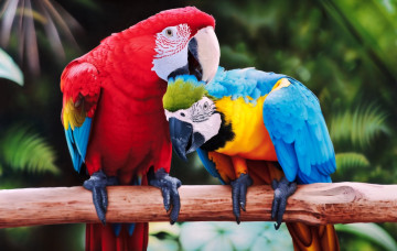 Картинка животные попугаи птицы ара пара ветка