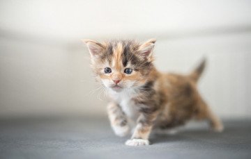 Картинка животные коты мейн-кун малыш котёнок