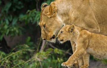 Картинка животные львы семья львица львенок
