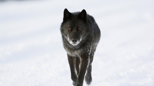 Обои картинки фото животные, волки,  койоты,  шакалы, волк, хищник, снег, зима