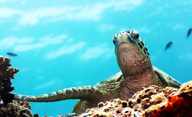 Обои картинки фото животные, Черепахи, рыбы, камни, вода, морская, черепаха, кораллы