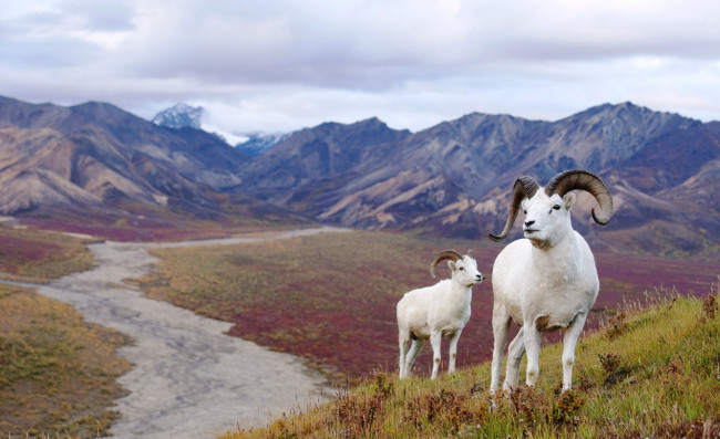 Обои картинки фото животные, овцы,  бараны, горы, долина, трава, бараны