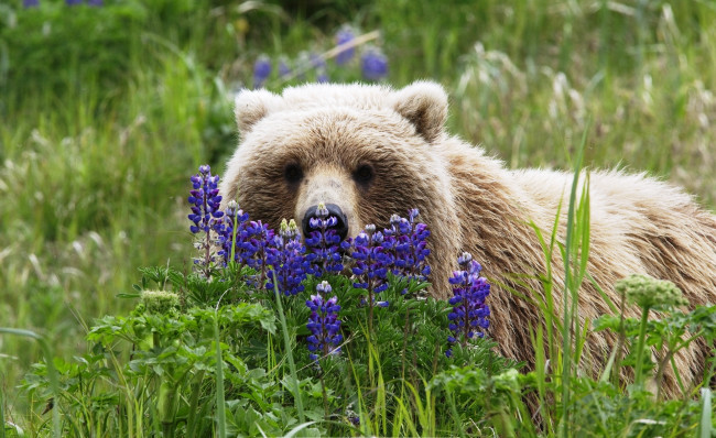Обои картинки фото животные, медведи, цветы, трава, бурый, медведь