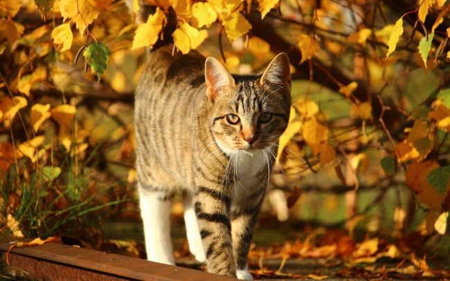 Обои картинки фото животные, коты, кот, осень, ветки, гуляет, желтые, листья, полосатый, рельса, солнце