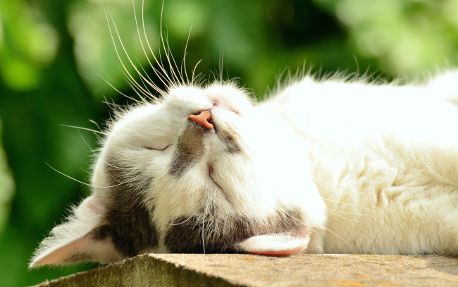 Обои картинки фото животные, коты, солнце, белый, лежит, кошка, зелень, спит, крупный, план, лето, боке, мордочка, кот
