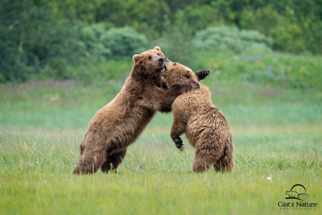 Обои картинки фото животные, медведи, борьба, косолапый