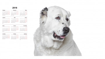 Картинка календари животные белый фон собака