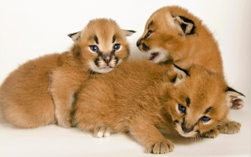 Картинка животные рыси каракалы рысята котята детеныши