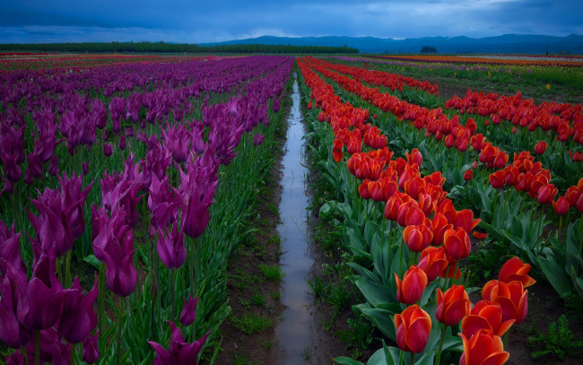 Обои картинки фото цветы, тюльпаны, ряды, красные, после, дождя, фиолетовые, вода, небо, поле, межа, плантация
