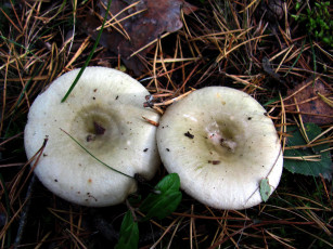 Картинка природа грибы сырожки