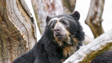 Картинка очковый+медведь животные медведи очковый медведь андский дикий зверь дикая природа фауна нос взгляд шерсть