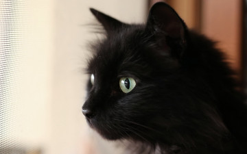 Картинка черный+кот животные коты кот животное фауна взгляд