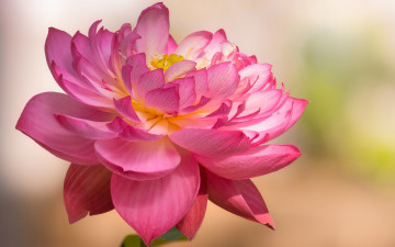 Картинка цветы лотосы розовый лотос макро