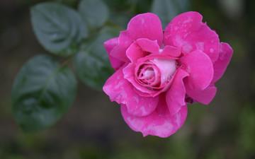 Картинка цветы розы розовая роза бутон макро капли